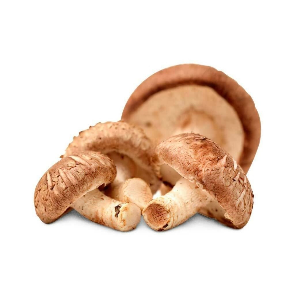 COGUMELO SHITAKE