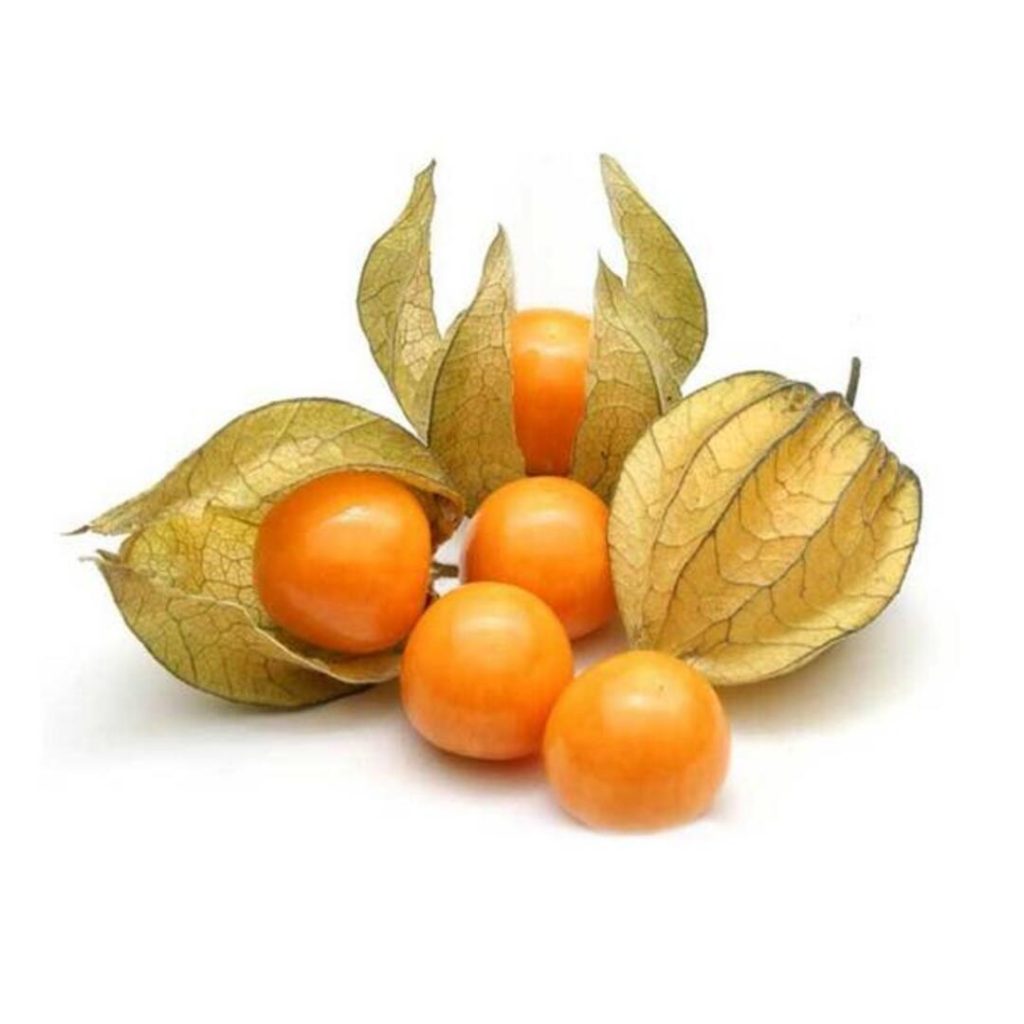 PHYSALIS