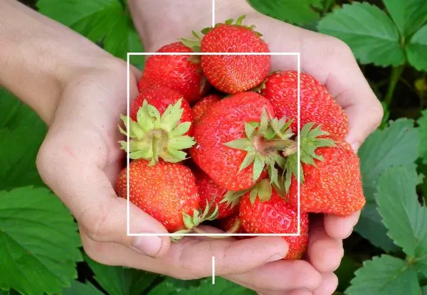 FRUTAS