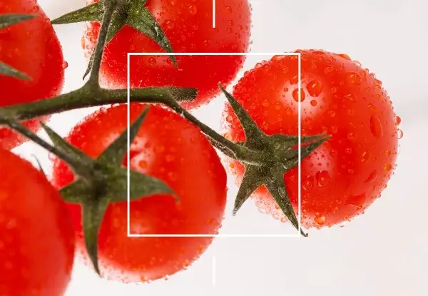 VERDURAS